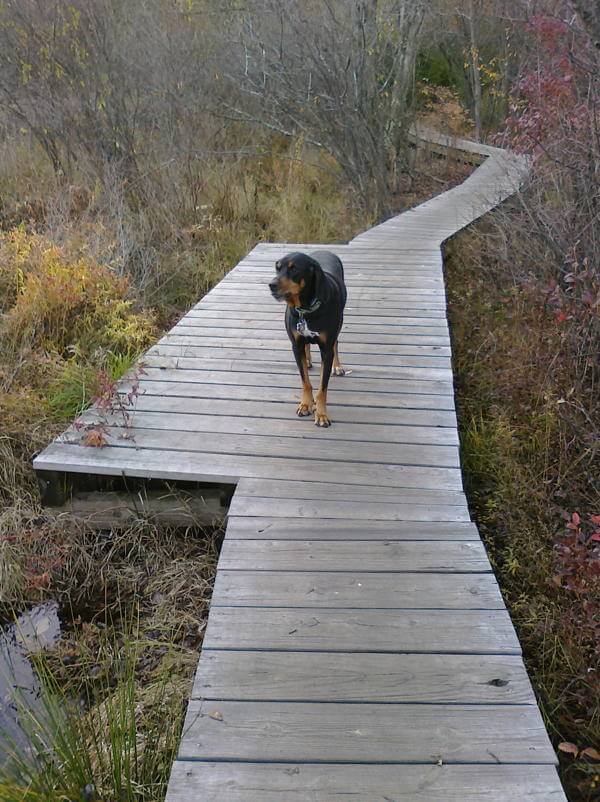 Dog walking on boardwalk that spans a large meadow.