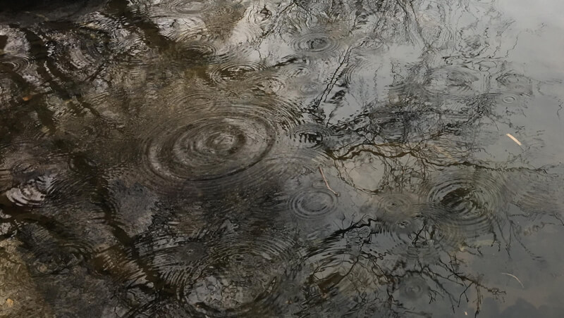 Photograph of raindrops on a pond.