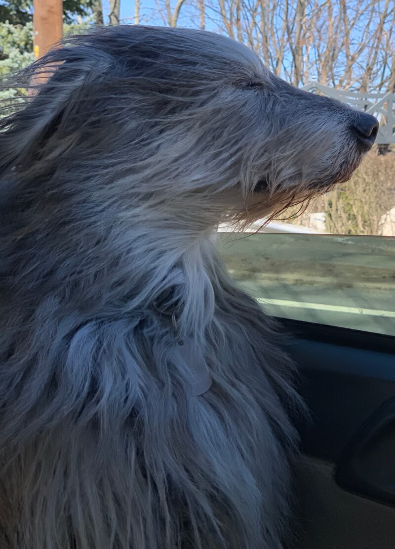 Brisket, the dog, enjoying riding in a car with the window down.